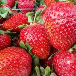 Come il comune iodio trasforma un letto di fragole in un punto di riferimento per la salute: una panacea da farmacia contro il marciume come-il-comune-iodio-trasforma-un-letto-di-fragole-in.jpg