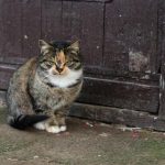 Cosa porta un gatto come preda: decifrare il presente abbondante e inquietante cosa-porta-un-gatto-come-preda-decifrare-il-presente-abbondante.jpg