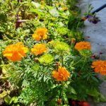 Perché i giardinieri intelligenti seminano velluti non solo per bellezza: uno scudo per l'orto perche-i-giardinieri-intelligenti-seminano-velluti-non-solo-per-bellezza.jpg