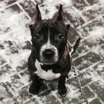 Perché un cane si lecca il muso: comunicare nel linguaggio degli antichi rituali perche-un-cane-si-lecca-il-muso-comunicare-nel-linguaggio.jpg